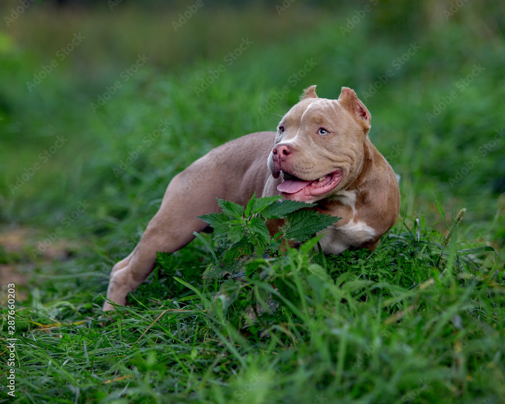 american bully dog running on the lawn green grass in the forest