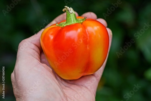 one big red fresh pepper lies in the palm of your hand