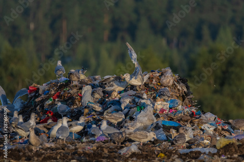 A lot of seagull pillet dump looks for and fights for human discarded food photo