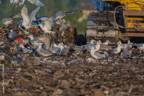 A lot of seagull pillet dump looks for and fights for human discarded food
