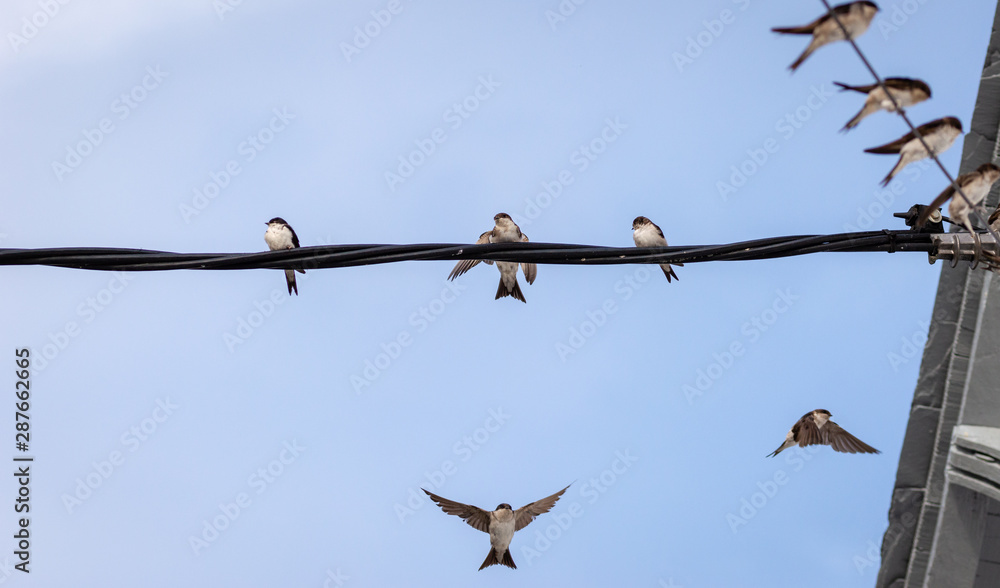 Flock of barn swallows on power lines with a blue sky in background Flock of barn swallows on power lines with a blue sky in background