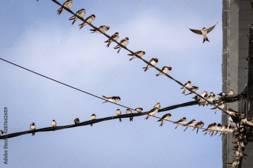 Flock of barn swallows on power lines with a blue sky in background Flock of barn swallows on power lines with a blue sky in background