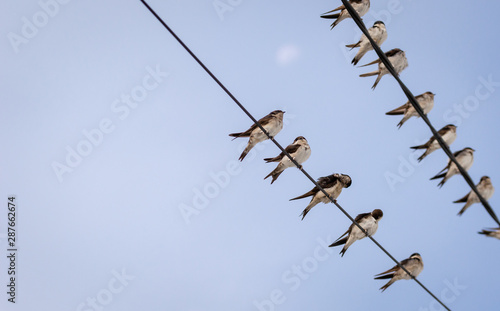 Flock of barn swallows on power lines with a blue sky in background