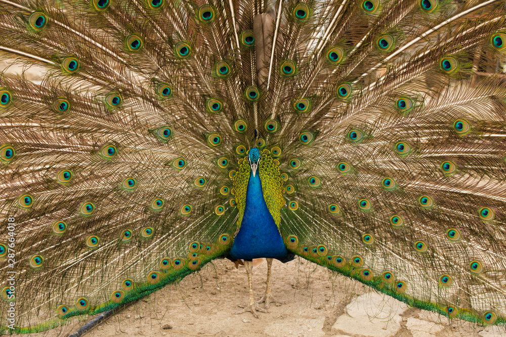 Obraz premium Indian peafowl or blue peafowl (Pavo cristatus), a large and brightly coloured bird. Peacock. Beautiful bird. Peahen.