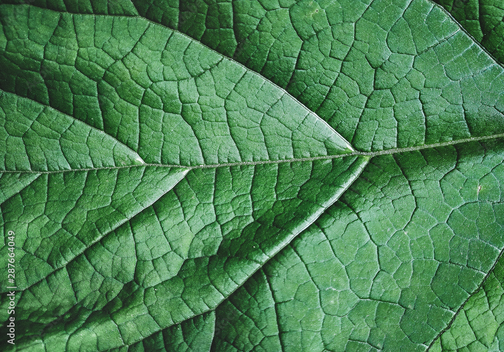 Green leaf background texture, macro, close up. Horizontal. Green leaf background texture, macro, close up. Horizontal.