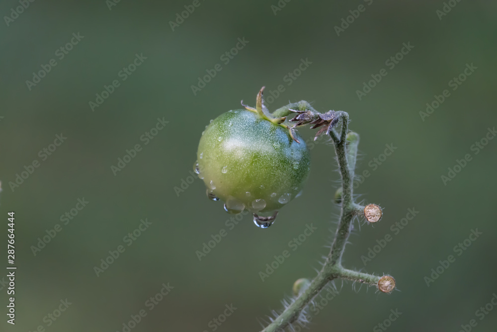 Rain on Tomato Fruit in Summer Rain on Tomato Fruit in Summer