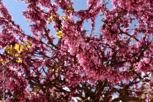 Wallpaper Mural Granada Spain Alhambra Culture Torontodigital.ca
