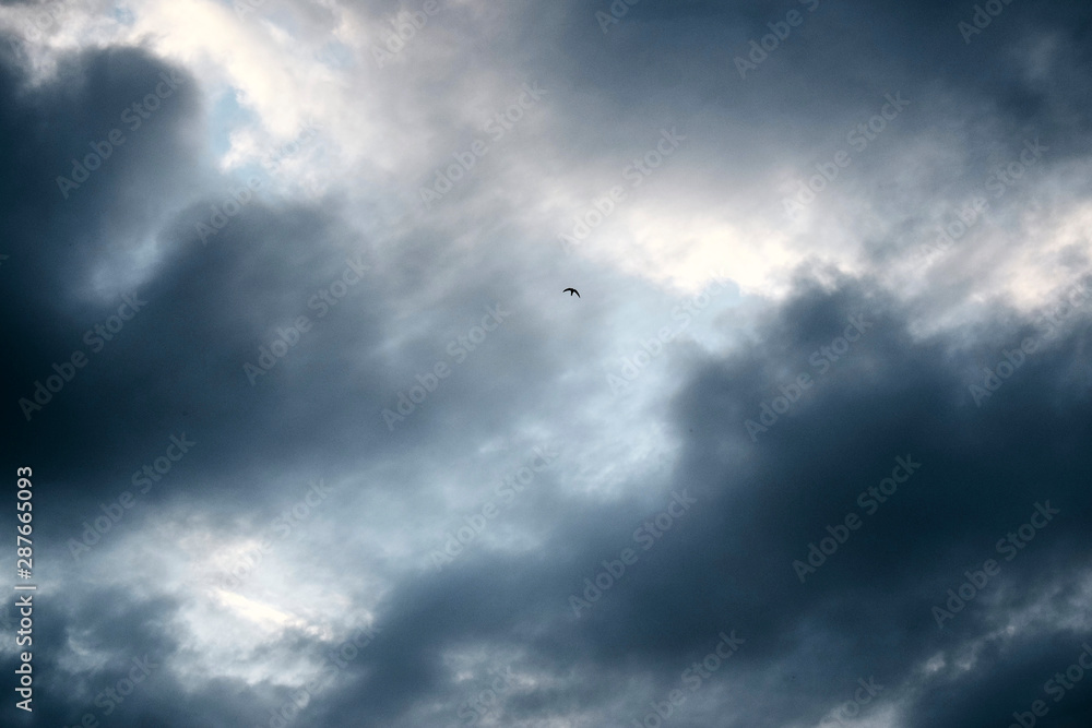 Lonely swallow flies high in the sky Lonely swallow flies high in the sky