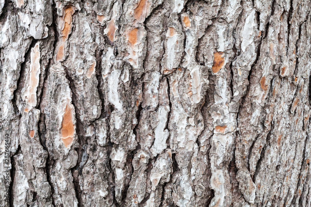 Textura de Corteza de tronco de árbol pino para fondo abstracto. Stock  Photo