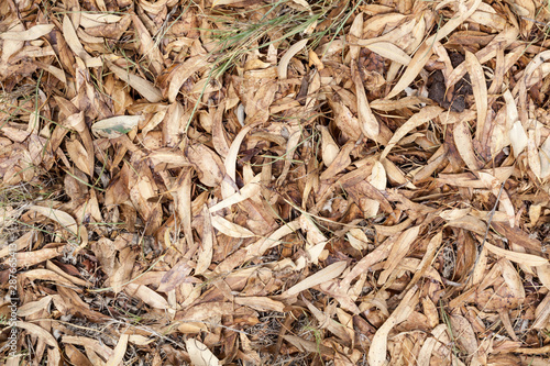 Textura Hojas Secas de eucalipto en otoño