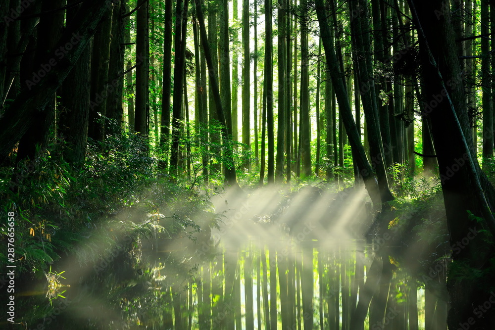 Fototapeta premium 夏の牛渡川