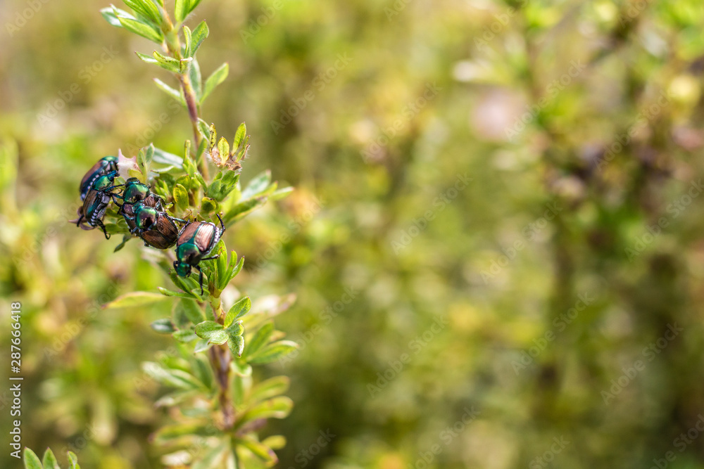 Five Japanese Beetles share a single branch of a shrub in a garden. Five Japanese Beetles share a single branch of a shrub in a garden.