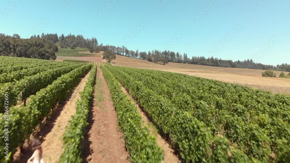 Drone shot of an attractive young brunette woman in a white summer dress dancing and spinning happily through rows of wine grapes in slow motion. Drone shot of an attractive young brunette woman in a white summer dress dancing and spinning happily through rows of wine grapes in slow motion.
