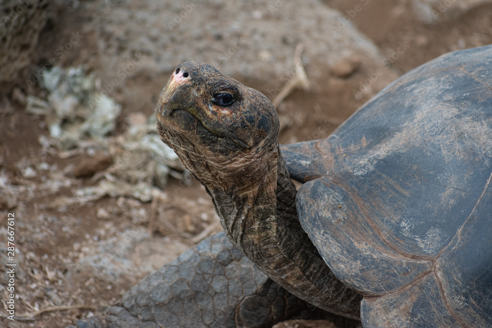 Obraz premium Charles Darwin Research Station Tortoises
