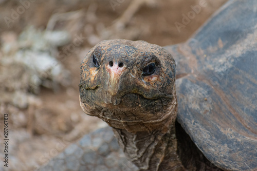 Charles Darwin Research Station Tortoises