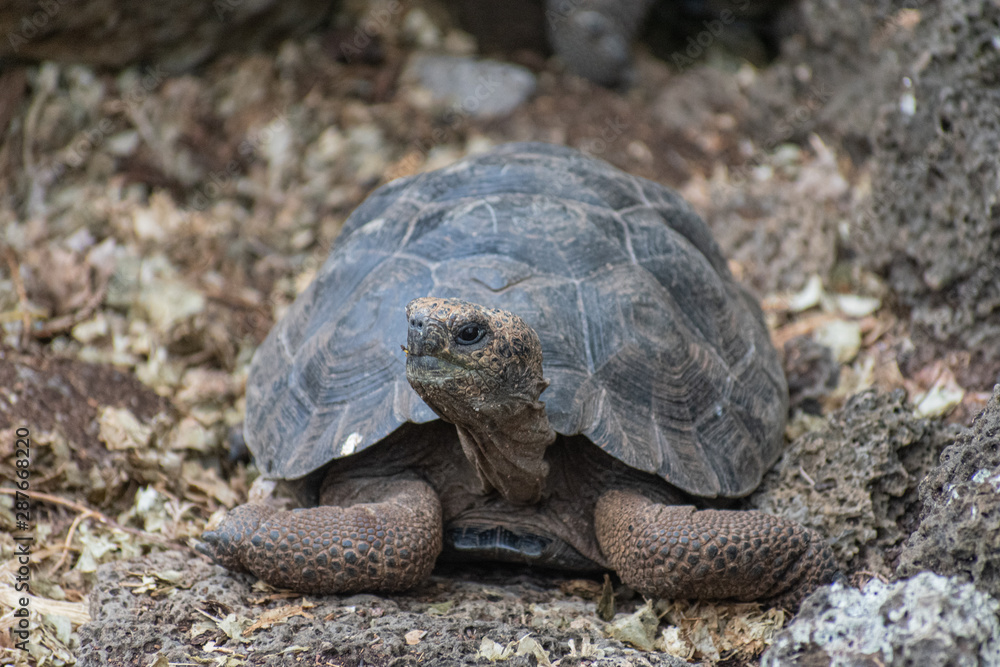 Fototapeta premium Charles Darwin Research Station Tortoises