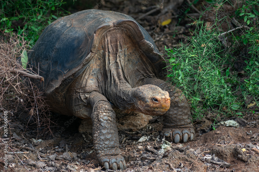Fototapeta premium Charles Darwin Research Station Tortoises