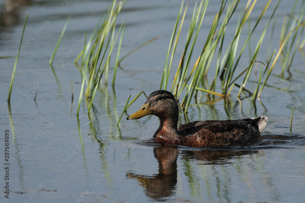Female mallard duck in swamp water, pond. Femelle canard malard dans un étang ou marais, Canada Female mallard duck in swamp water, pond. Femelle canard malard dans un étang ou marais, Canada