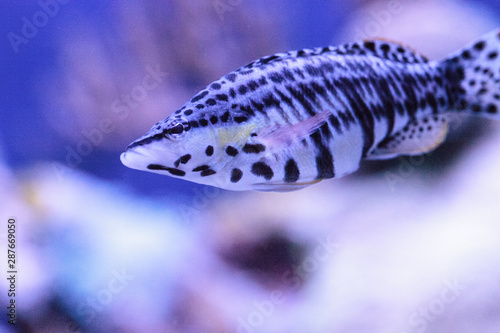 Spotted Hawkfish Cirrhitichthys oxycephalus photo