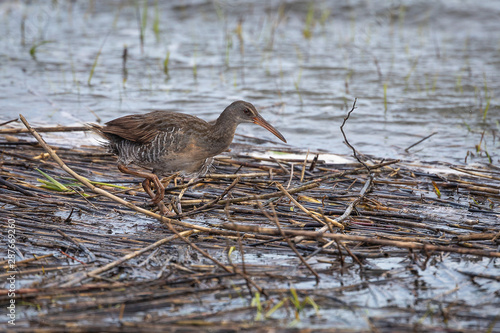 Clapper rail (Rallus crepitans) walking on debris floating on the water during an exceptionally high tide in a salt marsh in Florida.