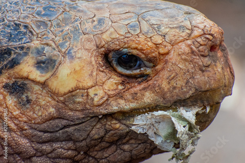 Charles Darwin Research Station Tortoises