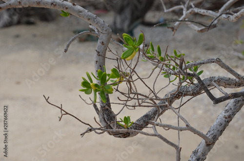 green tree in the beach