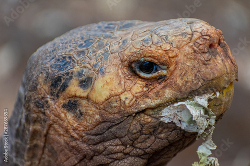 Charles Darwin Research Station Tortoises