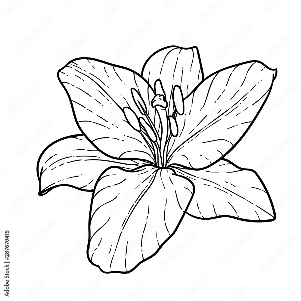 Fototapeta premium beautiful monochrome black and white bouquet lily isolated on background. Hand-drawn. design greeting card and invitation of the wedding, birthday, Valentine s Day, mother s day and other holiday