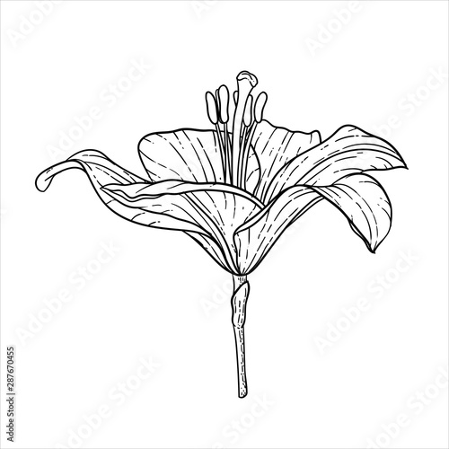 beautiful monochrome black and white bouquet lily isolated on background. Hand-drawn. design greeting card and invitation of the wedding, birthday, Valentine s Day, mother s day and other holiday