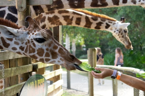 Feeding Giraffes