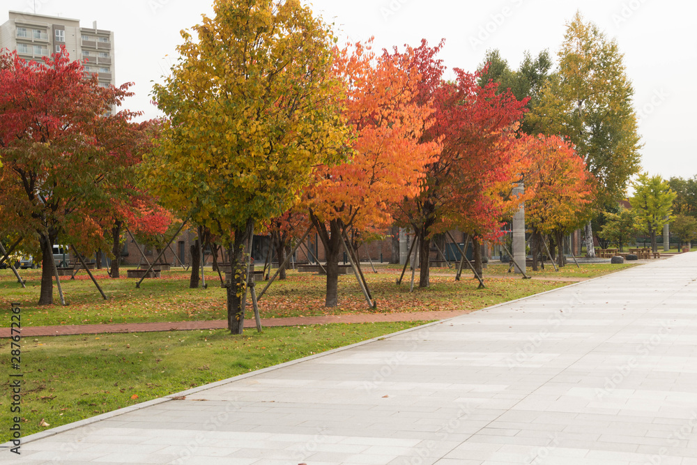 Obraz premium 色づき始めた秋の街路樹