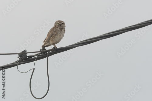 A burrowing owl (Athene cunicularia) perched on a power cable looking straight to the camera, against a white sky on an on overcast day. photo