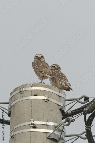 A pair of burrowing owls (Athene cunicularia) perched on a power post, against a white sky on an on overcast day. photo