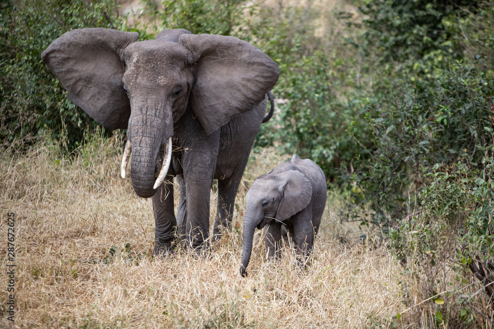 Mother Elephant and her baby in the Tarangire National Park
