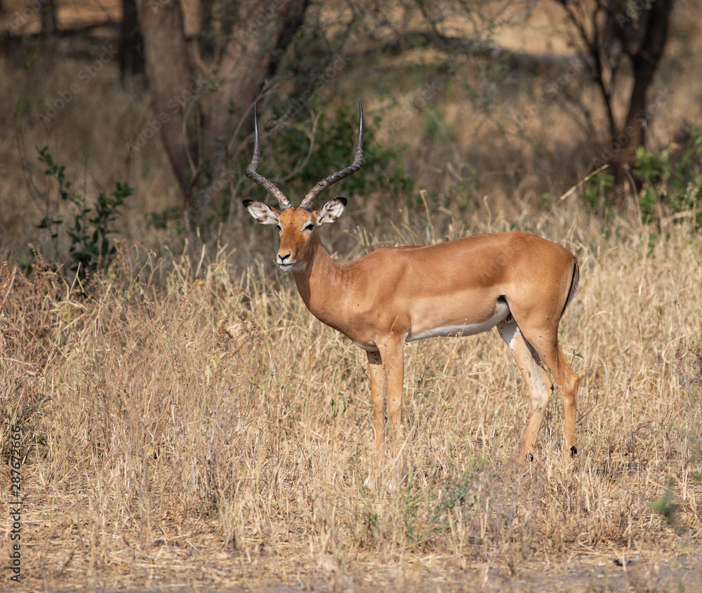 Male Impala standing in the Tarangire National Park Male Impala standing in the Tarangire National Park