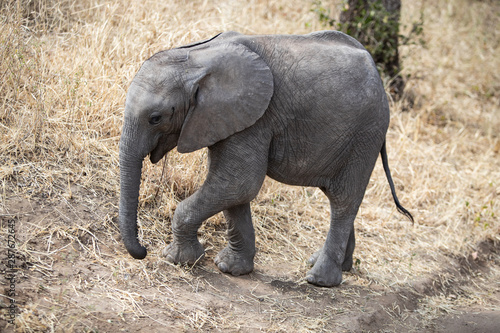 Baby Elephant in the Tarangire National Park