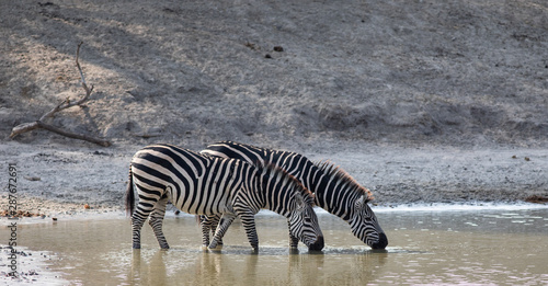 Pair of Zebras drinking water from a pond