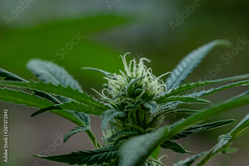 Macro of Cannabis bud coming of age landscape