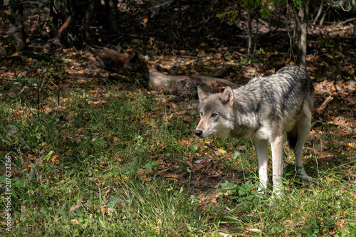 Gray wolf standing in a clearing with Fall leaves on the ground.