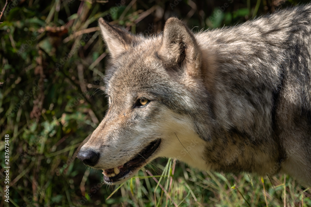 Close up profile portrait of a Gray Wolf (also known as a Grey Wolf or Timber Wolf), mouth open, showing its teeth Close up profile portrait of a Gray Wolf (also known as a Grey Wolf or Timber Wolf), mouth open, showing its teeth
