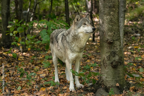 Gray wolf standing next to a tree in a wooded area with fall leaves on the ground.