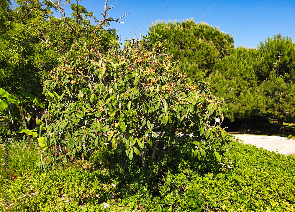 Tree's a fruit subtropical fruit. .Spring vegetation in southern Turkey