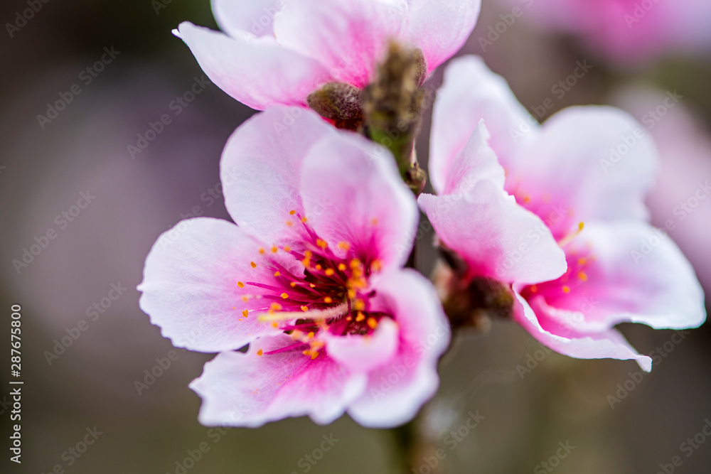 Close-up of Peach Blossoms Blooming on Peach Trees Close-up of Peach Blossoms Blooming on Peach Trees
