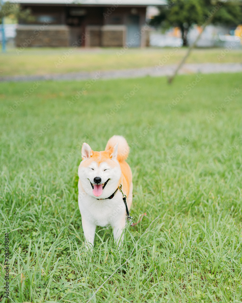 DOG DOG