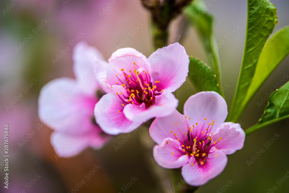 Close-up of Peach Blossoms Blooming on Peach Trees Close-up of Peach Blossoms Blooming on Peach Trees