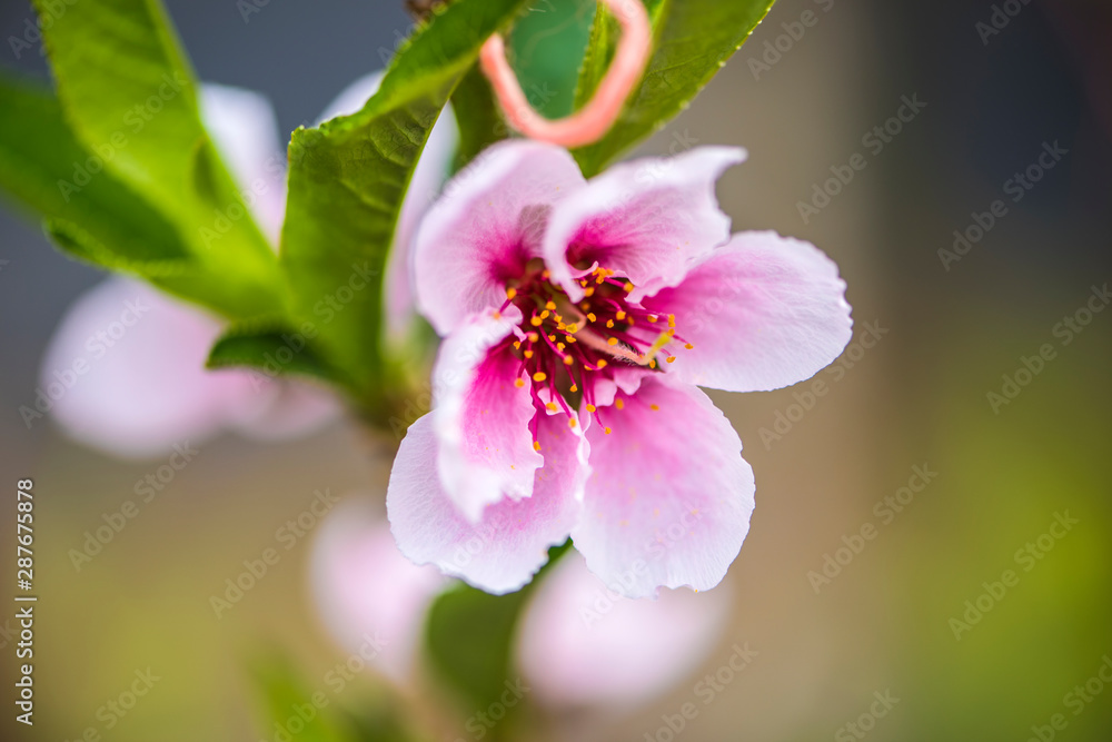 Close-up of Peach Blossoms Blooming on Peach Trees Close-up of Peach Blossoms Blooming on Peach Trees