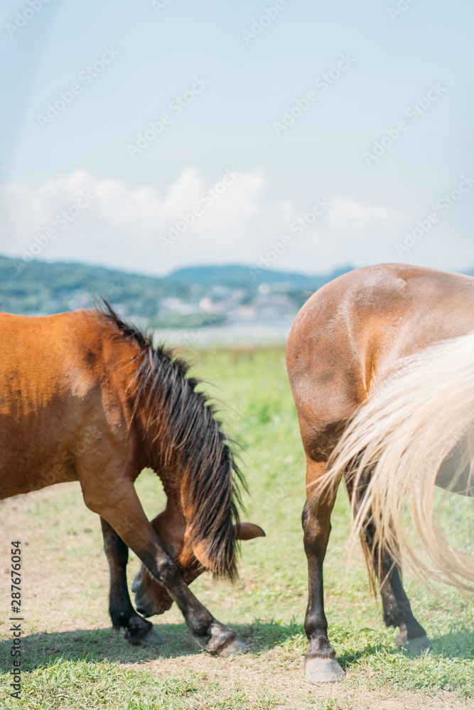 Fototapeta premium Horse