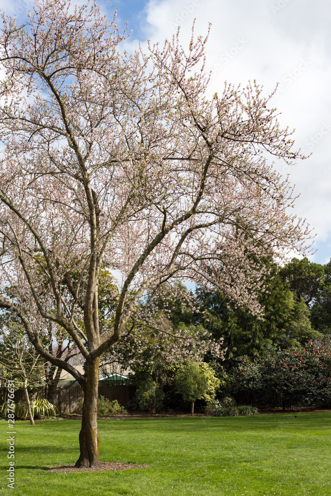 Obraz premium A huge almond tree blossoms in springtime at Risingholme, Christchurch, New Zealand