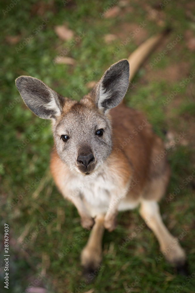 Close Up of a Wallaroo