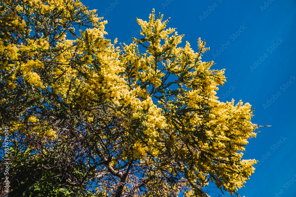Fototapeta premium native Australian wattle tree in bloom with the typical round yellow flowers